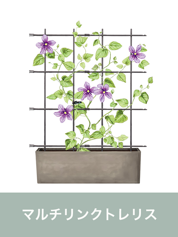 マルチリンクトレリス